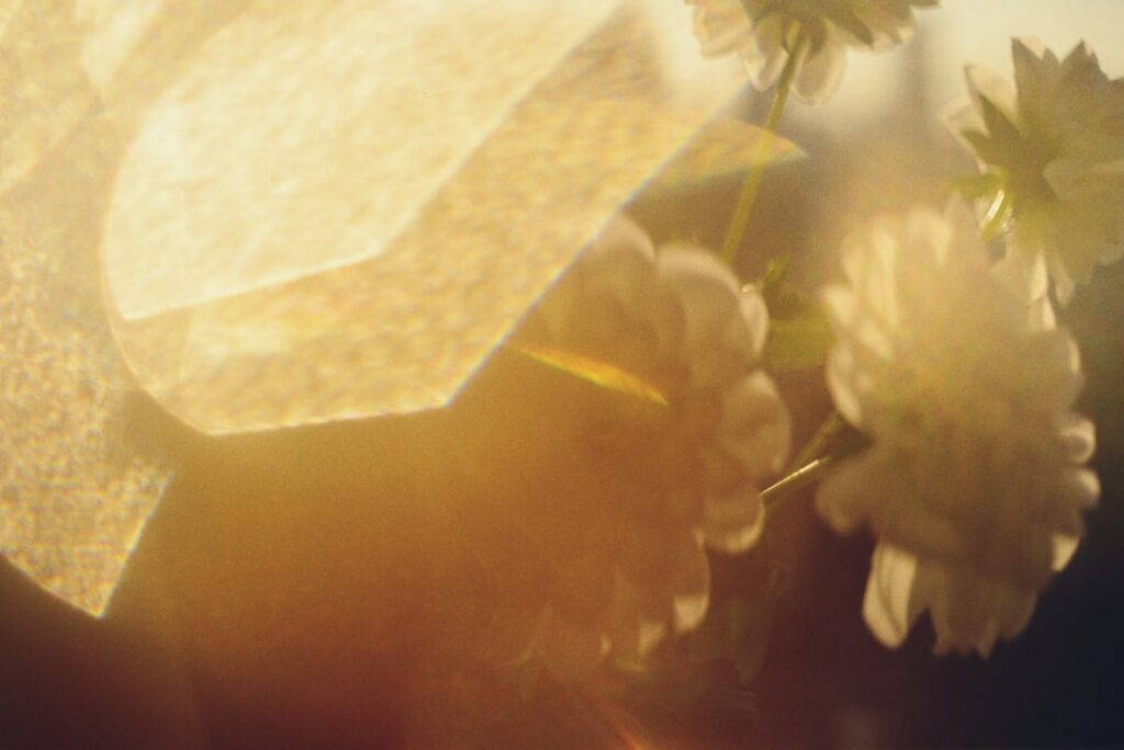 De duurste hond ter wereld: waarom sommige honden miljoenen kosten