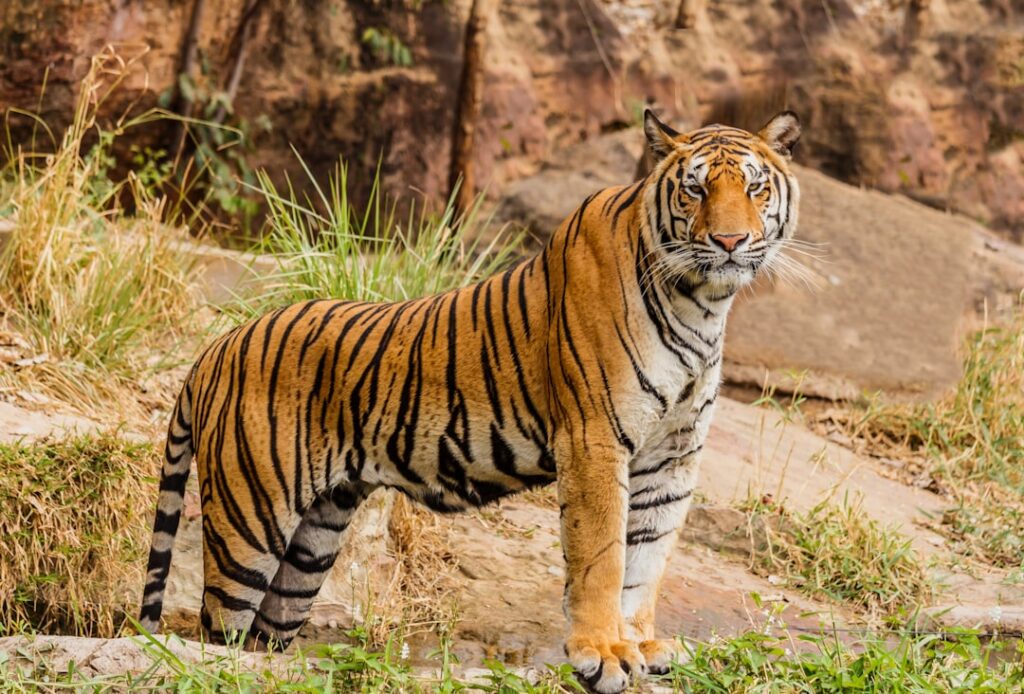 De wereld van dieren: van jungle tot woestijn