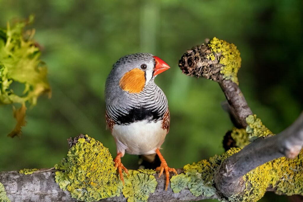 Zebravink weetjes: 15 verrassende feiten over dit populaire vogeltje