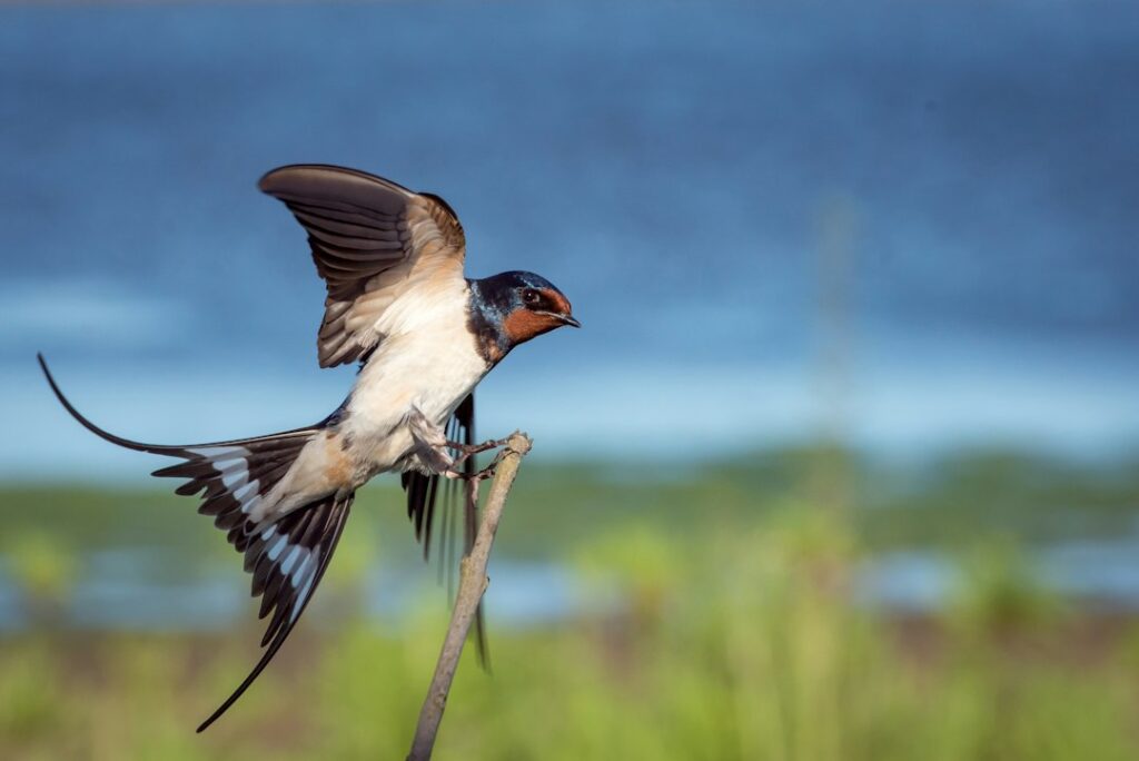 Zwaluw weetjes: 15 verrassende feiten over deze snelle vogel