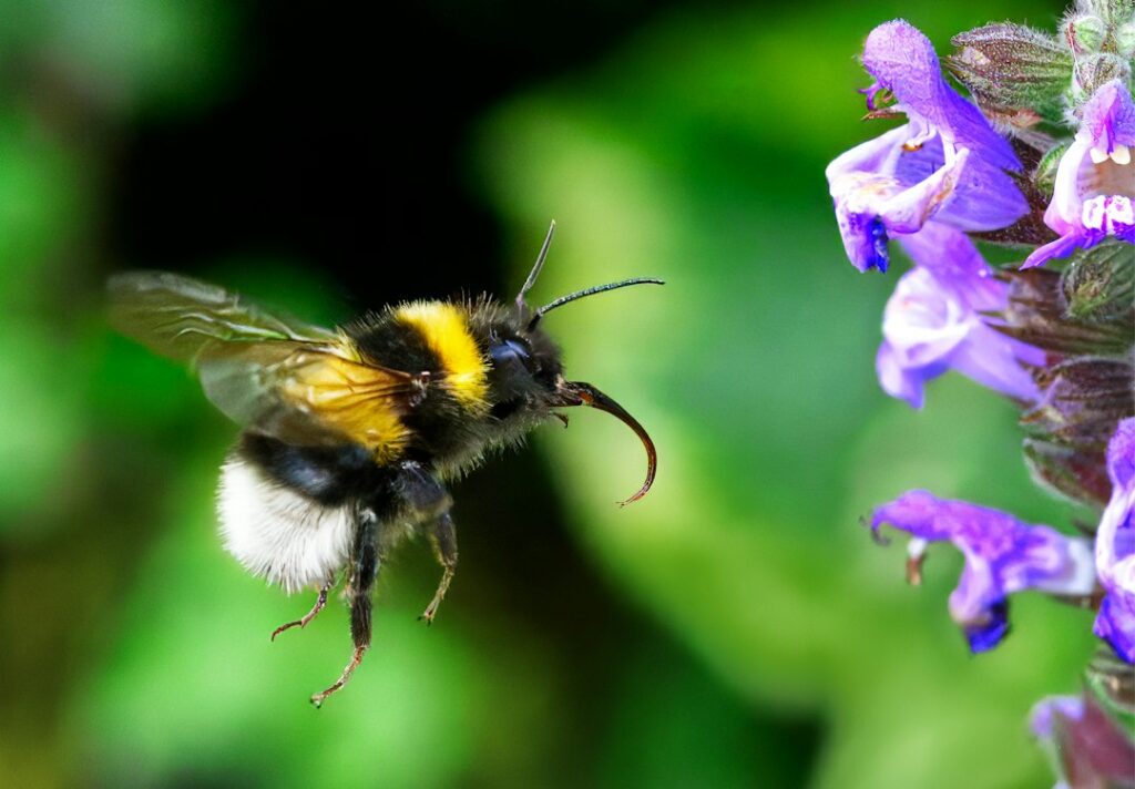 Hommel weetjes: 10 verrassende feiten over deze harige bij