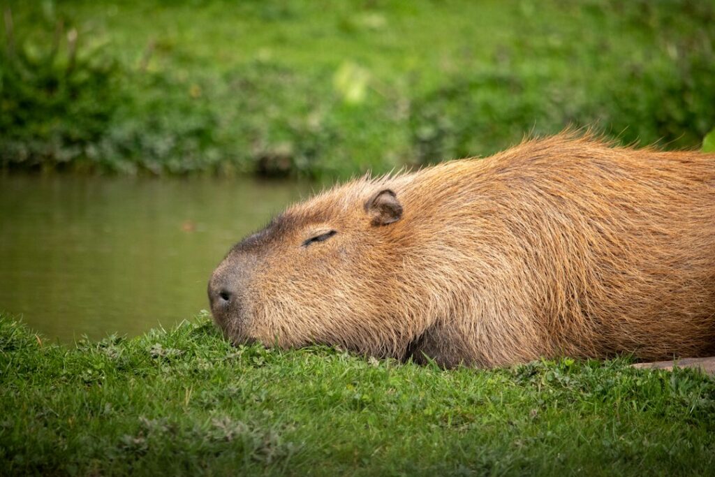 Capibara weetjes: 15 verrassende feiten over het grootste knaagdier ter wereld
