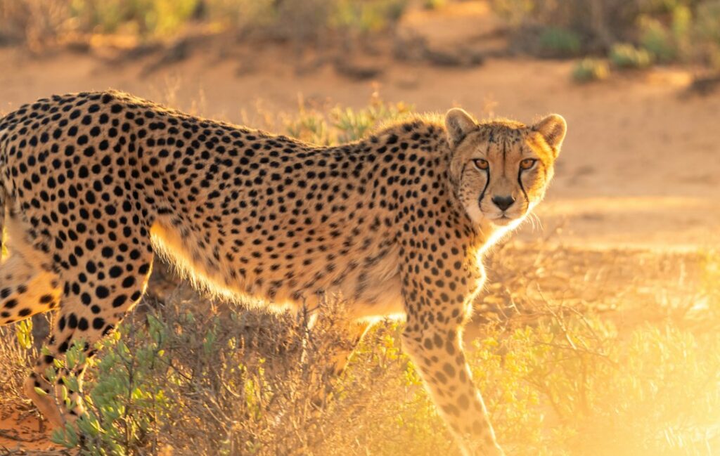 Cheetah weetjes: 10 verrassende feiten over de snelste landcat