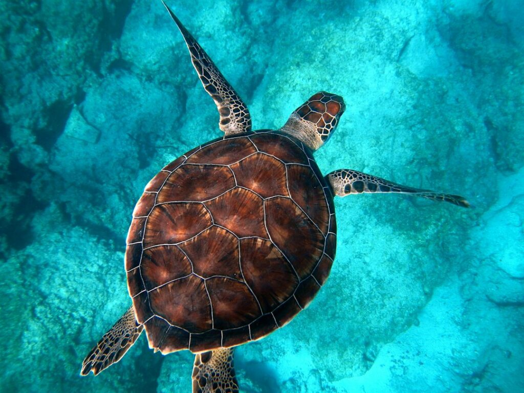 Zeeschildpad weetjes: 10 verrassende feiten over dit dier