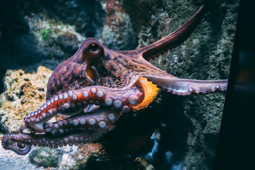 Octopus weetjes: 20 verbazingwekkende feiten over dit bijzondere dier
