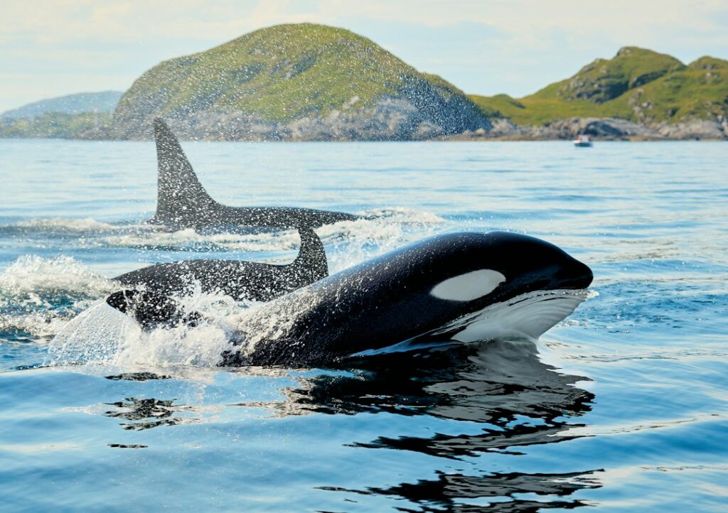 Orka weetjes: de meest verrassende feiten over de killer whale