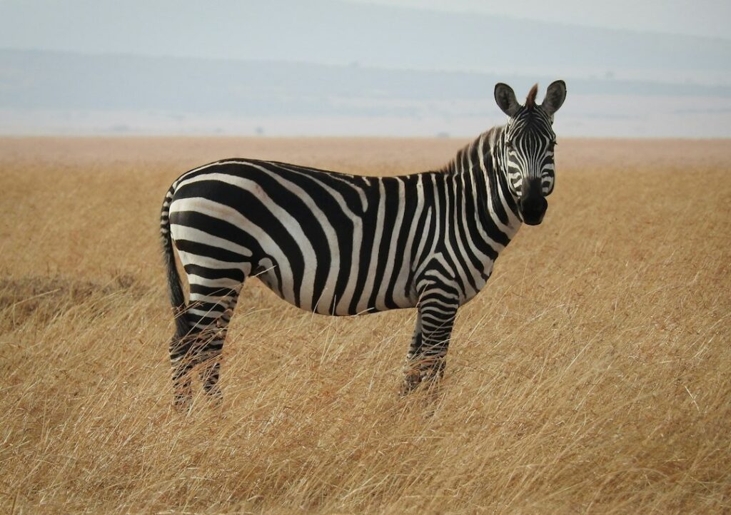 Zebra weetjes: 10 verrassende feiten over dit gestreepte dier