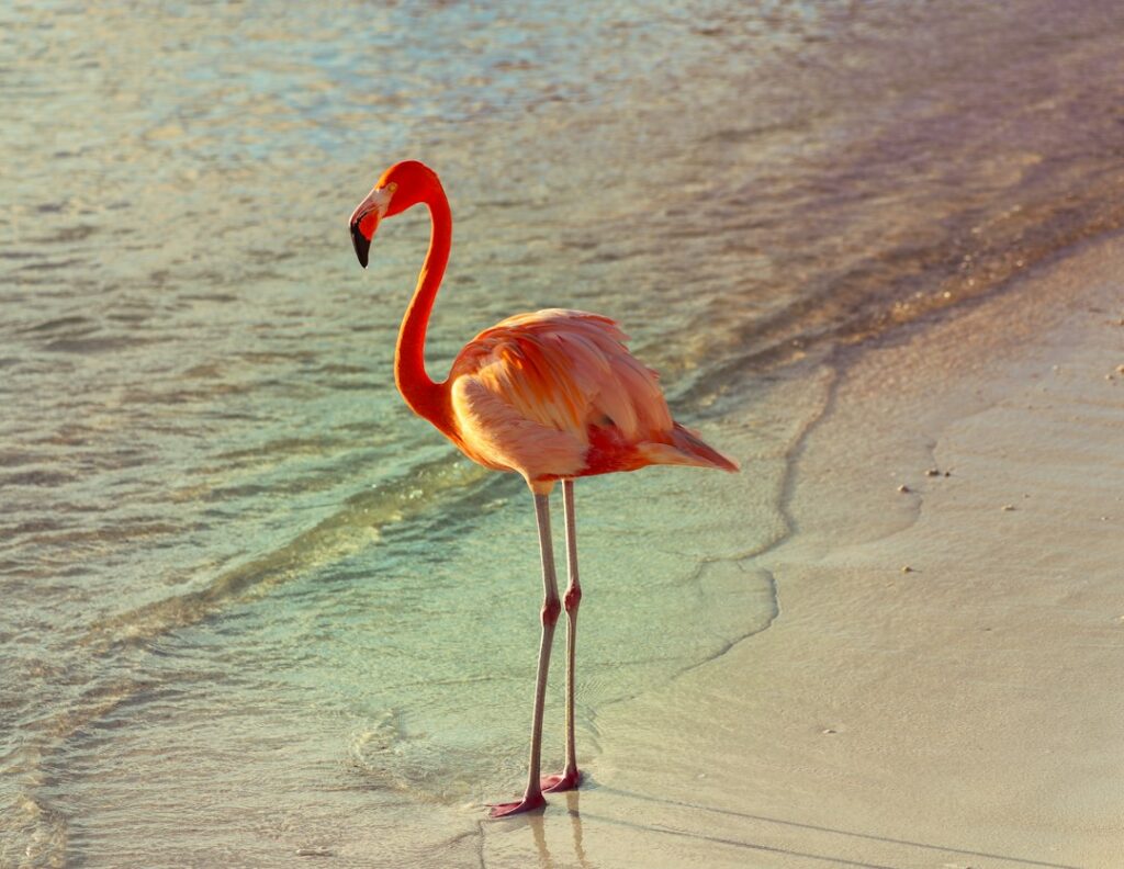 Flamingo weetjes: 10 verrassende feiten over deze roze vogel