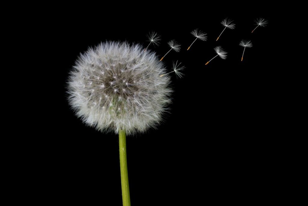 Paardenbloem weetjes: 10 verrassende feiten over deze gewone plant