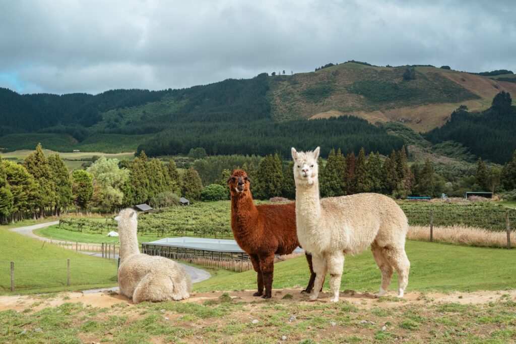 Alpaca weetjes: 15 verrassende feiten over dit bijzondere dier