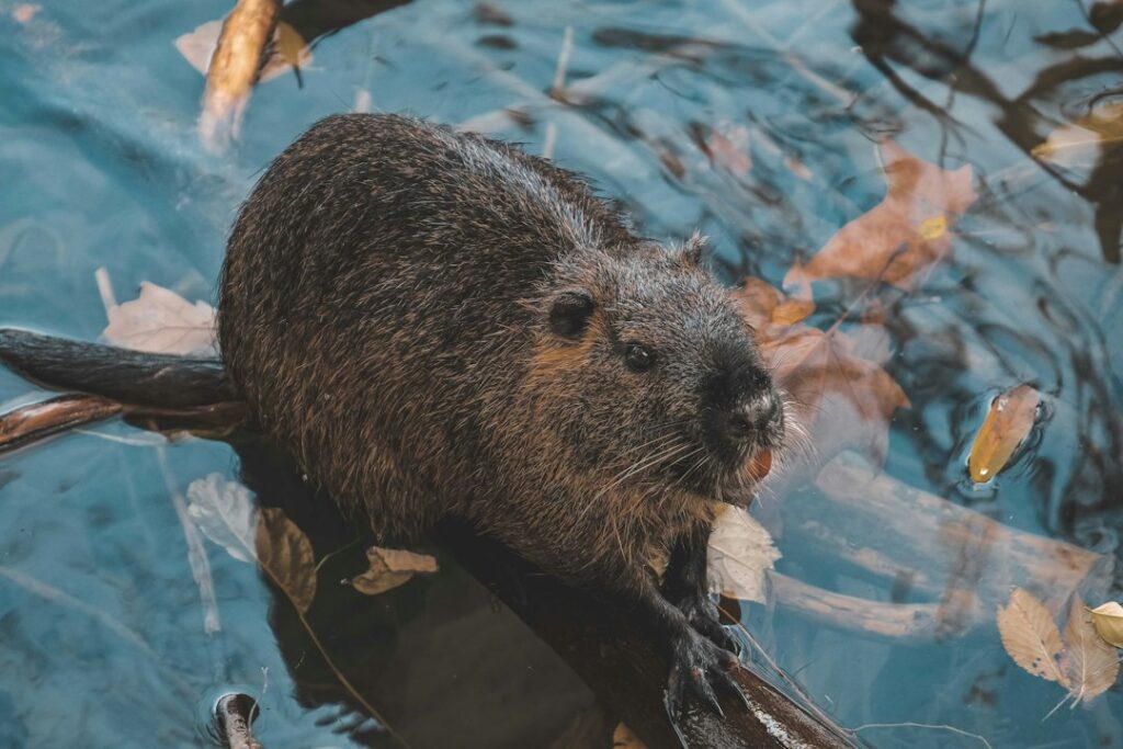 Bever weetjes: 10 verrassende feiten over dit knagend bouwwonder