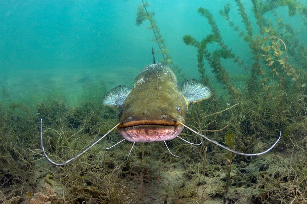 Blobvis weetjes: 12 fascinerende feiten over het lelijkste dier ter wereld
