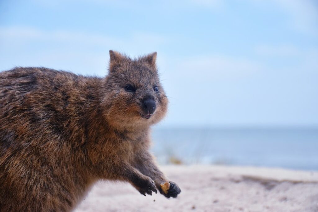 Quokka weetjes: 12 verrassende feiten over het gelukkigste dier ter wereld