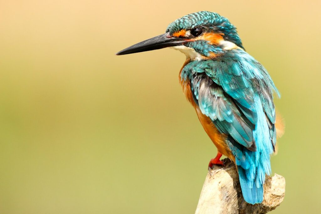 Weetjes over vogels: 15 verrassende dingen die je nog niet wist