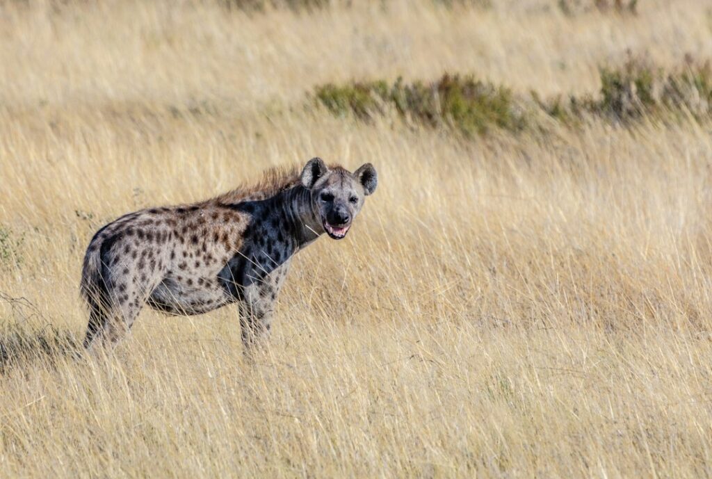 Hyena weetjes: 10 verrassende feiten over dit bijzondere dier