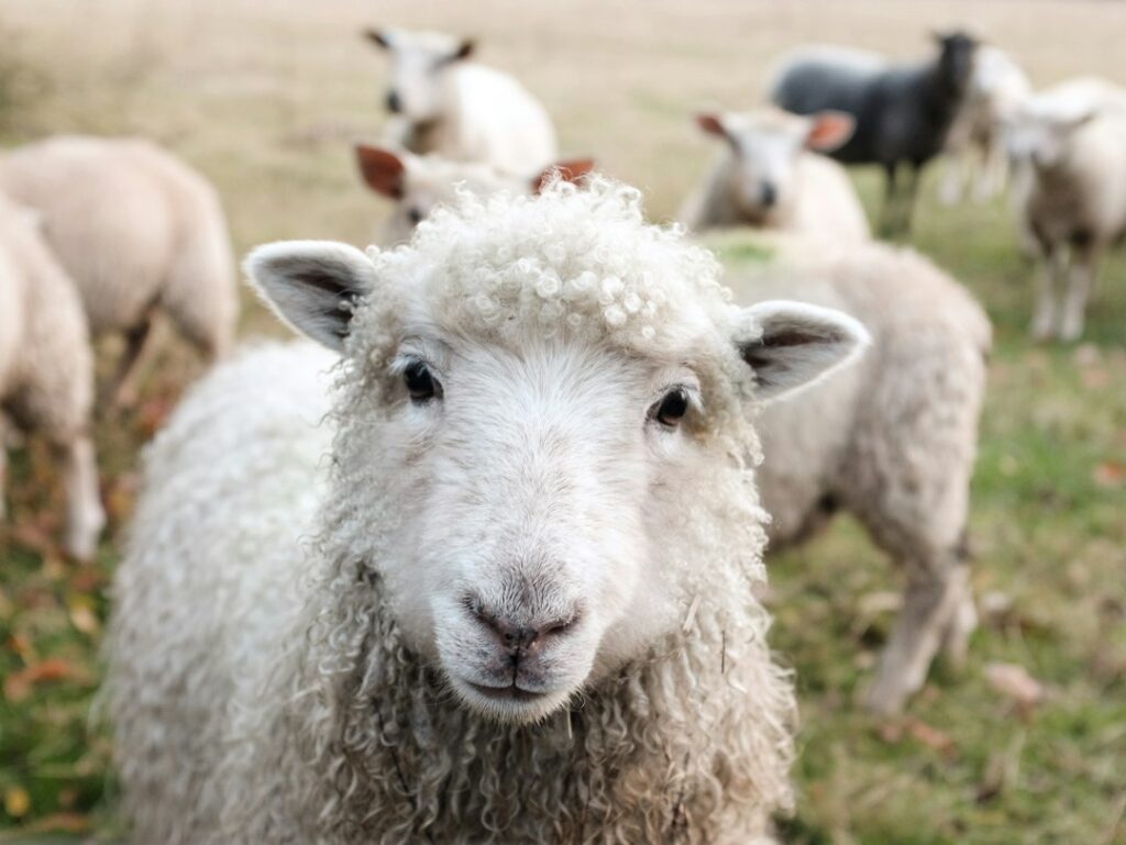Schapen weetjes: 12 verrassende feiten over deze slimme dieren
