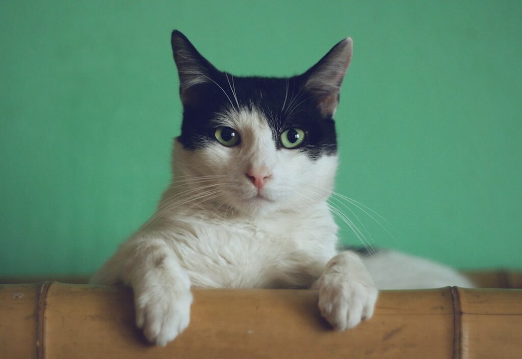 Katten weetjes: 20 verrassende feiten over je kat