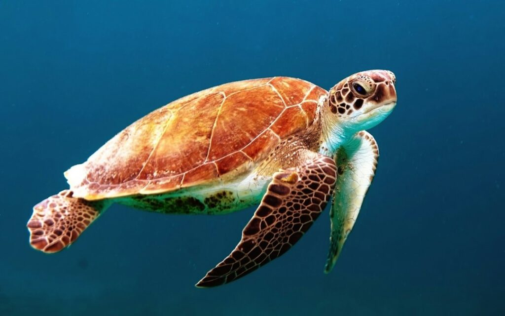 Schildpad weetjes: 15 verrassende feiten over deze oeroude dieren