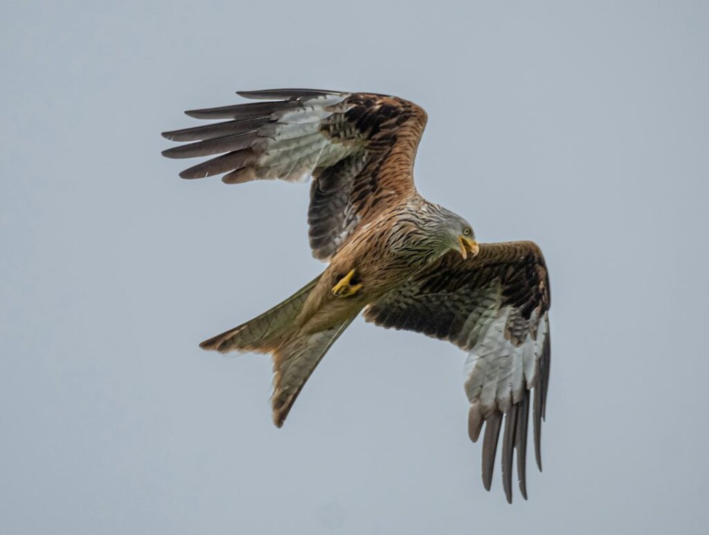 Roofvogel weetjes: 15 verrassende feiten over deze jagers