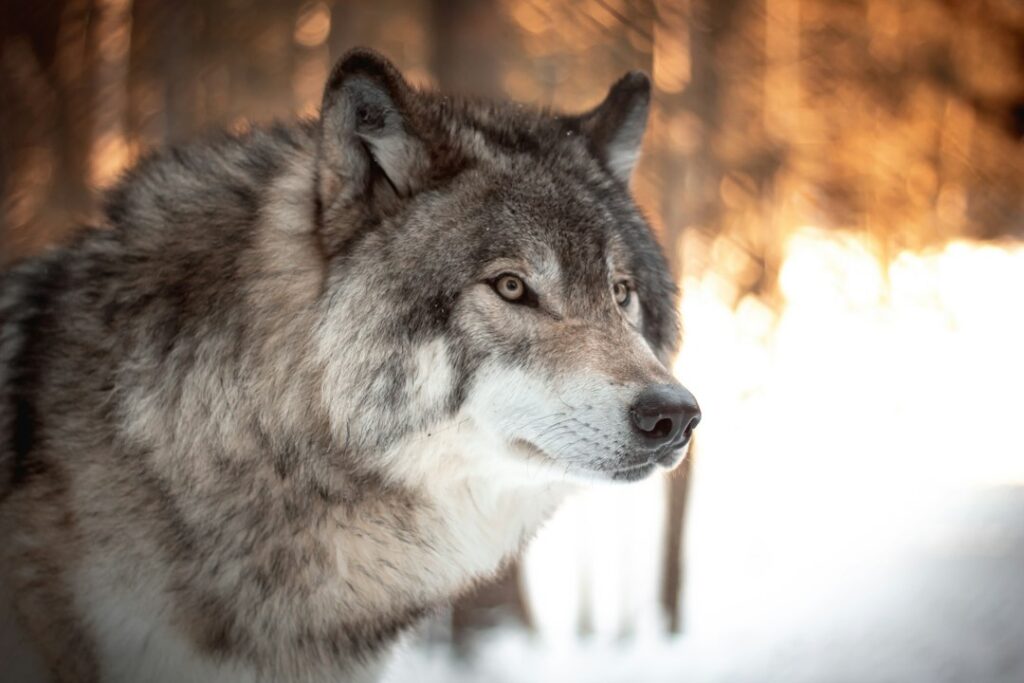 Weetjes over de wolf: 12 verrassende feiten op een rij