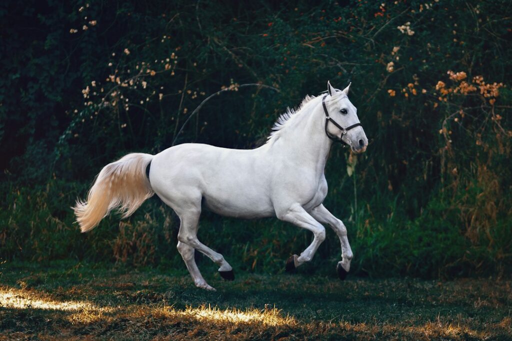 Paarden weetjes: 15 verrassende feiten over paarden