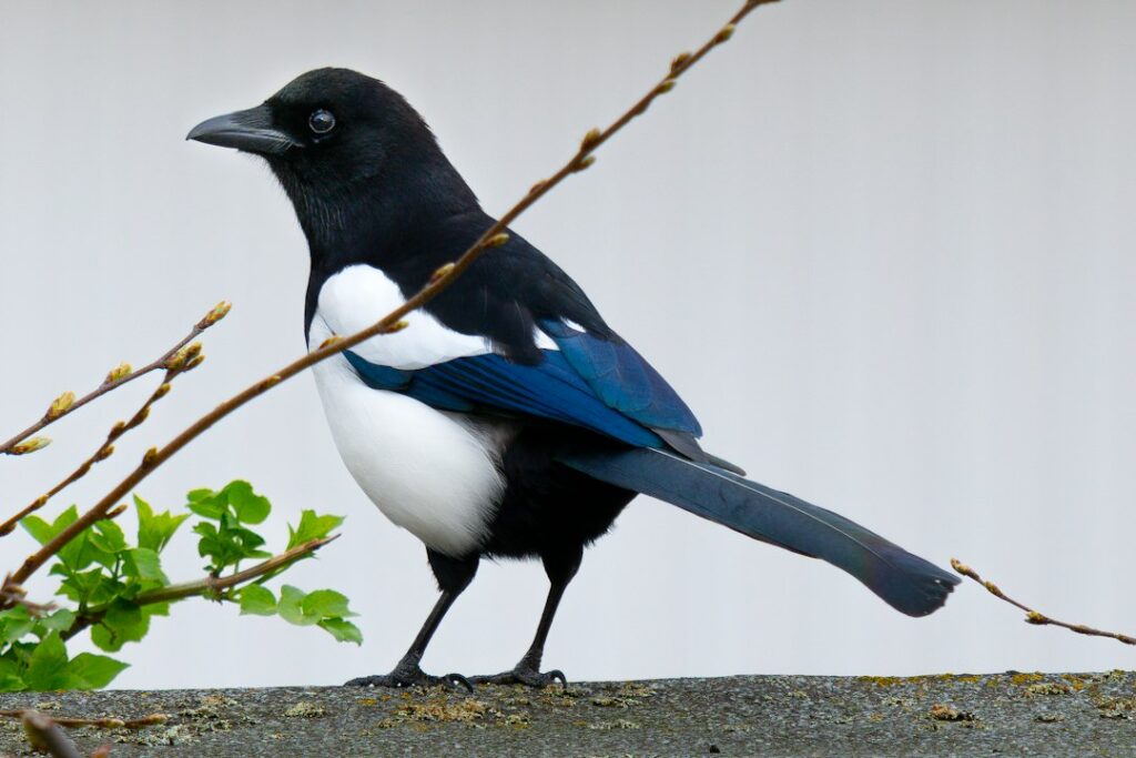 Ekster weetjes: 10 verrassende feiten over deze slimme vogel